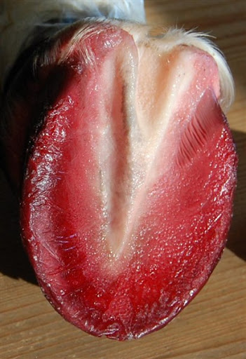 hästhov.jpg