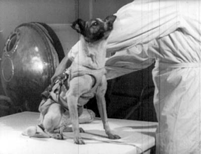 laika2_original.jpg