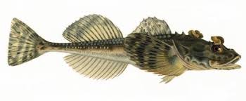 hornsimpa.jpg