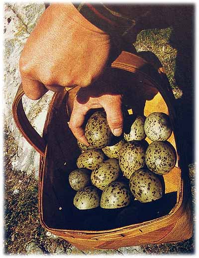 trutaegg i korg.jpg