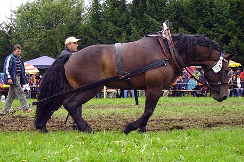 draghäst.jpg