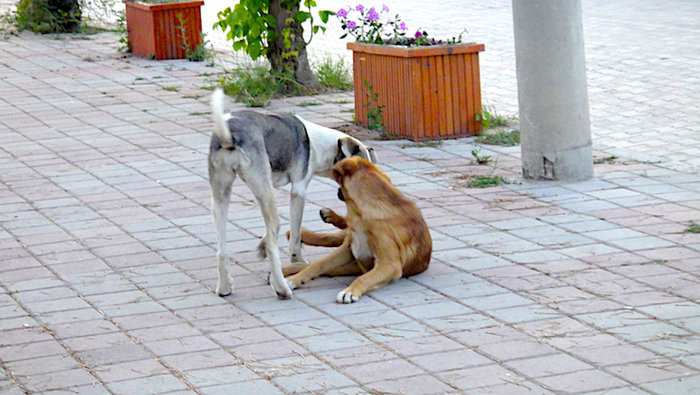 DSC04417-2.jpg