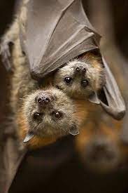 micro bats.jpg