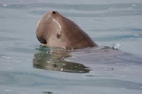 Dugong tar andetag.jpg